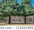 Majestic evergreen trees in a park with a backdrop of bare winter trees under a blue sky 133423908