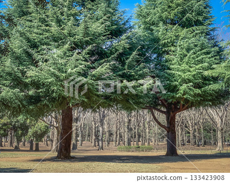 Majestic evergreen trees in a park with a backdrop of bare winter trees under a blue sky 133423908