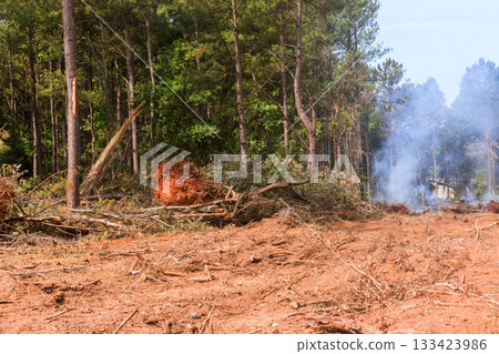 Forested area is undergoing land clearing with fallen trees smoke rising from site, indicating activity. 133423986