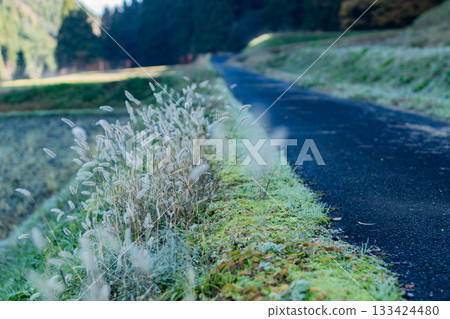 清晨露珠閃爍的綠色狗尾草，以及一條冬日蕭瑟的農路（兵庫縣豐岡市） 133424480