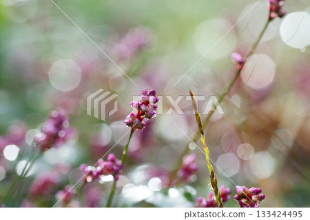 一張微距照片,展現了纖細的蓼花在晨露的映襯下閃閃發光,背景是柔和的散景效果(兵庫縣豐岡市)。 一張微距照片,展現了纖細的蓼花在晨露的映襯下閃閃發光,背景是柔和的散景效果(兵庫縣豐岡市)。 133424495