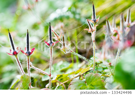 秋日田野中生長的源之樹的獨特果實(兵庫縣豐岡市) 秋日田野中生長的源之樹的獨特果實(兵庫縣豐岡市) 133424496