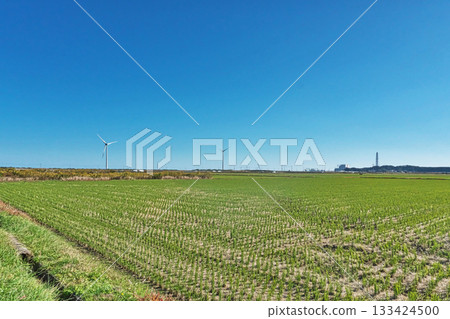 南相馬市鹿島區的稻田（秋季，11月） 133424500