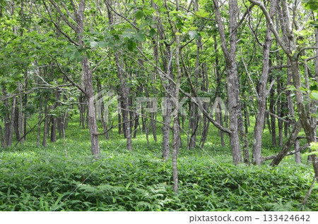 Hokkaido Forest (Around the Hokuto Ruins / Kushiro City, Hokkaido) Hokkaido Forest (Around the Hokuto Ruins / Kushiro City, Hokkaido) 133424642
