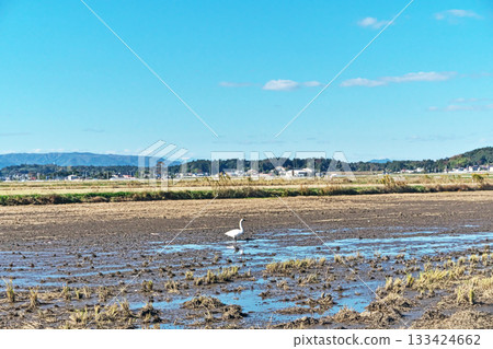 南相馬市鹿島區稻田裡的天鵝（秋季，11月） 133424662