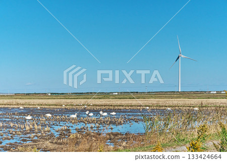 南相馬市鹿島區稻田裡的天鵝（秋季，11月） 133424664