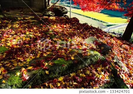 A mountain village in autumn covered with colorful fallen leaves (Toyooka City, Hyogo Prefecture) A mountain village in autumn covered with colorful fallen leaves (Toyooka City, Hyogo Prefecture) 133424701