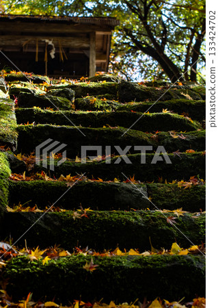 兵庫縣豐岡桑原神社，秋葉堆積在佈滿青苔的古老石階上。 133424702
