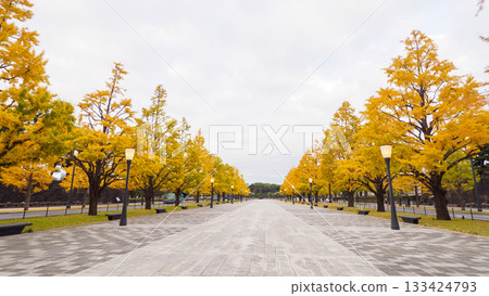 Ginkgo trees and buildings seen from the Imperial Palace Plaza 133424793