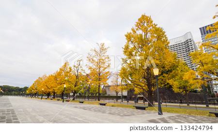 Ginkgo trees and buildings seen from the Imperial Palace Plaza 133424794