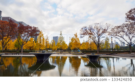 Ginkgo trees and their autumn leaves seen from Gyoko-dori Ginkgo trees and their autumn leaves seen from Gyoko-dori 133424850