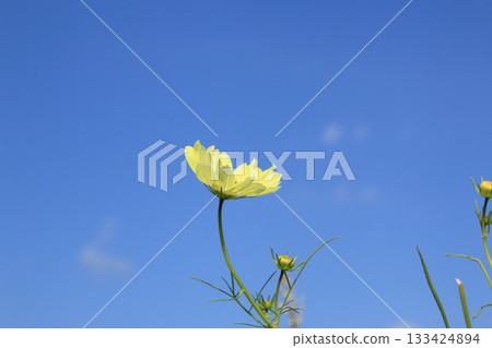 Cosmos shining in the autumn sky Cosmos shining in the autumn sky 133424894