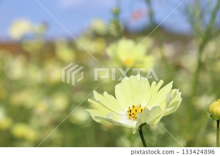 宇宙在秋天的天空中閃耀 133424896