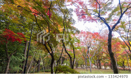 Autumn leaves (Kitanomaru Park) Autumn leaves (Kitanomaru Park) 133424970