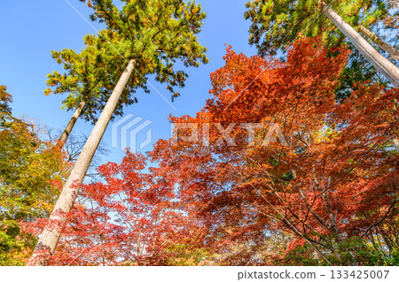 Autumn leaves Sendai Akiu Natural Park 133425007