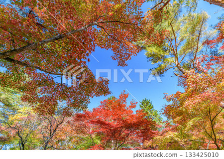 Autumn leaves Sendai Akiu Natural Park 133425010