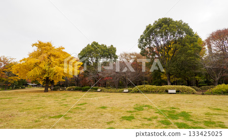 秋葉(北之丸公園) 秋葉(北之丸公園) 133425025