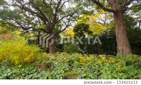 Autumn in the East Gardens of the Imperial Palace 133425213