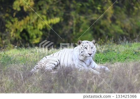 White Tiger   133425366