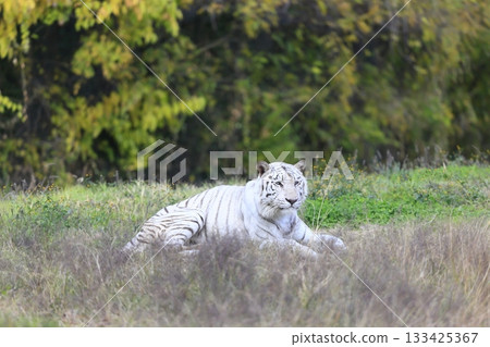 White Tiger   133425367