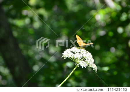 A butterfly, "Uraginsujihyou" (Striped Leopard Butterfly), rests on a flower (near Sarubo Observatory / Toro, Shibecha Town, Kawakami District, Hokkaido) 133425460