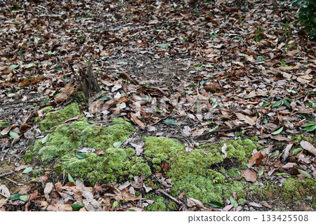Dead leaves in the forest Dead leaves in the forest 133425508