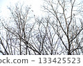 透過樹木看到的藍天 133425523