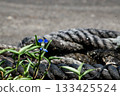 鴨蹠草 133425524