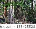 死木在森林裡 133425528