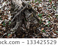 死木在森林裡 133425529