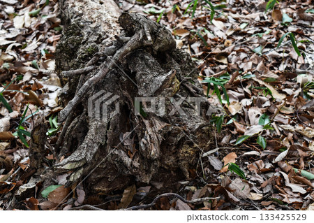 死木在森林裡 133425529