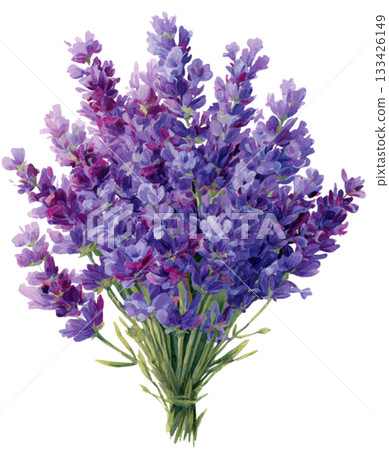 lavender 133426149