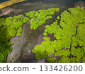 Tropical mangrove trees grow across shallow tidal flats with water channels. Siargao, Philippines. 133426200