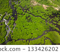 Dense mangrove forest with muddy ground and visible winding channels. Siargao, Philippines. 133426202