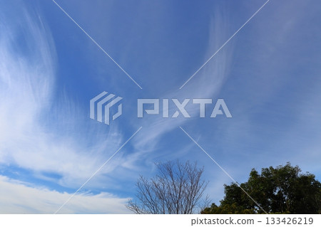 Cloudy sky trees Cloudy sky trees 133426219