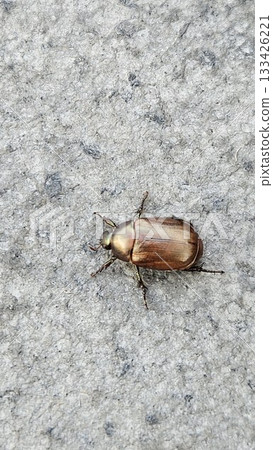 A small brown beetle with a shiny, smooth shell walks across a rough gray surface, showcasing its segmented body, delicate antennae, and tiny legs in a simple close-up outdoor scene. A small brown beetle with a shiny, smooth shell walks across a rough gray surface, showcasing its segmented body, delicate antennae, and tiny legs in a simple close-up outdoor scene. 133426221