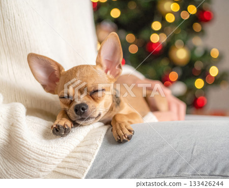 溫馨的聖誕場景，一隻小狗睡在你的腿上 133426244