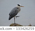 Gray heron 133426259
