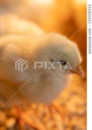 Close-up of a chick with round eyes_Vertical Close-up of a chick with round eyes_Vertical 133426352