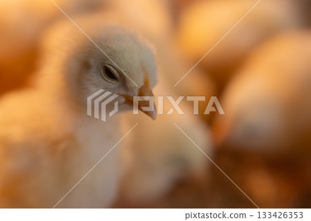 A cute chick's face with sleepy, vacant eyes 133426353