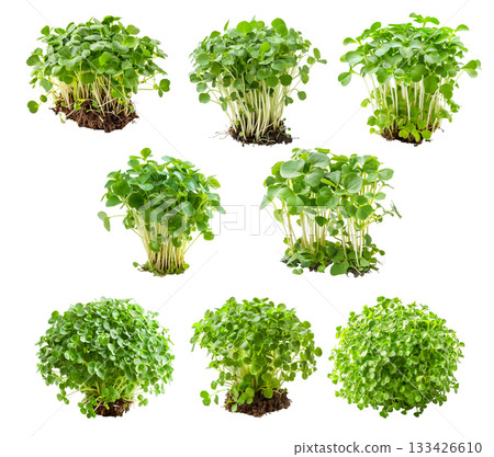 Curly cress plant isolated on a white transparent background. Watercress healthy dishes and fresh salad 133426610