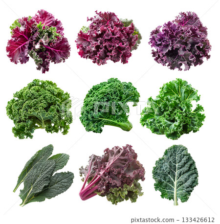 Fresh green Premier kale salad leaf isolated on a white background 133426612