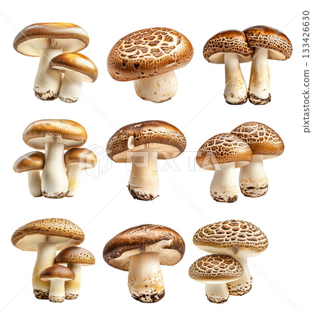Set of Portobello mushroom showing its textured cap and stem isolated on a white background. 133426630