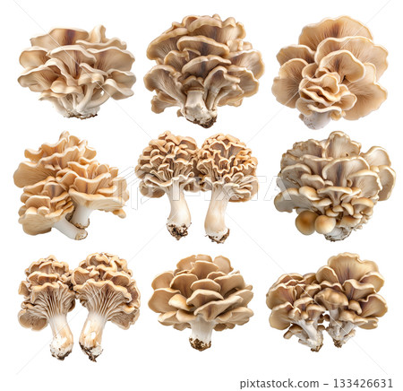 Set of Maitake mushroom isolated on a white transparent background 133426631