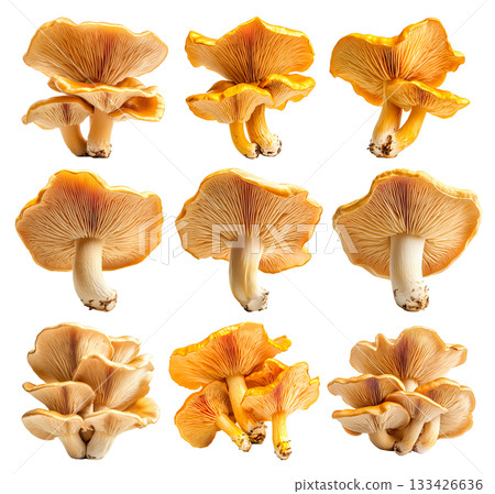 Set of Orange cap chanterelle mushroom isolated on a white background Set of Orange cap chanterelle mushroom isolated on a white background 133426636