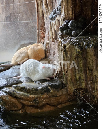 Two resting rodents, one white and one golden, sit quietly on wet rocky surfaces near a small waterfall, creating a calm and natural scene inside an enclosure with earthy textures. Two resting rodents, one white and one golden, sit quietly on wet rocky surfaces near a small waterfall, creating a calm and natural scene inside an enclosure with earthy textures. 133426759