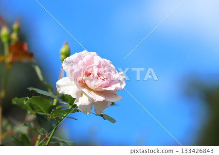 盛開的玫瑰 133426843