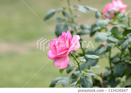 Roses in full bloom Roses in full bloom 133426847