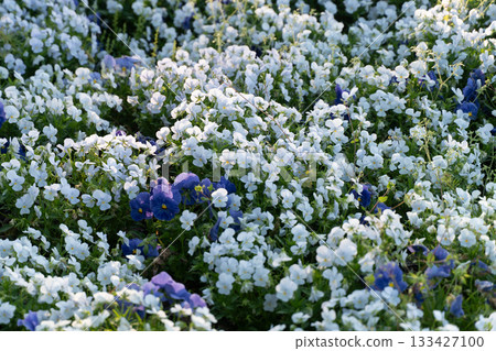 春天盛開的白色三色堇 ② 133427100