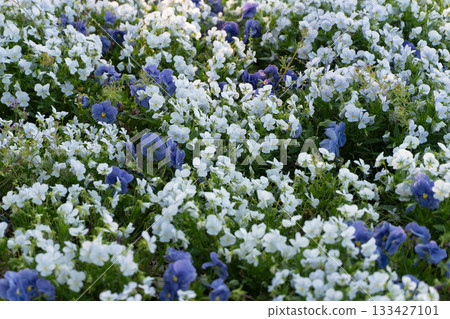 White violas blooming in spring flower field③ White violas blooming in spring flower field③ 133427101
